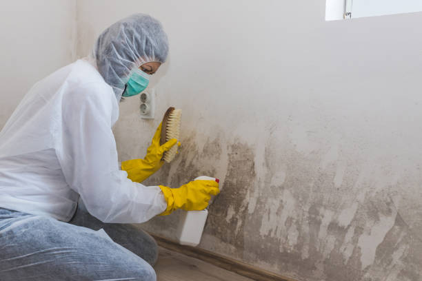 Certified Mold Removal in Sanibel, FL