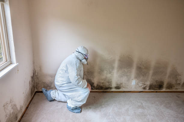 Best Black Mold Removal  in Sanibel, FL